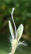  Calyx and Pistil